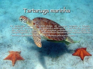 Tartaruga marinha As tartarugas marinhas habitam todos os oceanos, excepto o Oceano Antárctico, em zonas de água tropical e subtropical. A maioria das espécies são migratórias e vagueiam pelos oceanos, orientando-se com a ajuda do campo   magnético terrestre. A sobrevivência das tartarugas marinhas continua em risco, após muitos anos de caça intensiva pela sua carapaça.  