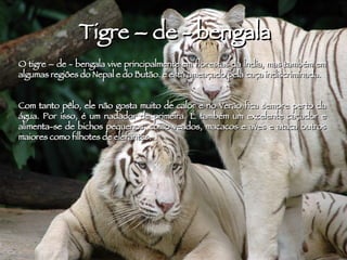 Tigre – de - bengala O tigre – de - bengala vive principalmente em florestas da Índia, mas também em algumas regiões do Nepal e do Butão. e está ameaçado pela caça indiscriminada. Com tanto pêlo, ele não gosta muito de calor e no Verão fica sempre perto da água. Por isso, é um nadador de primeira. É também um excelente caçador e alimenta-se de bichos pequenos, como veados, macacos e aves e ataca outros maiores como filhotes de elefantes. . 