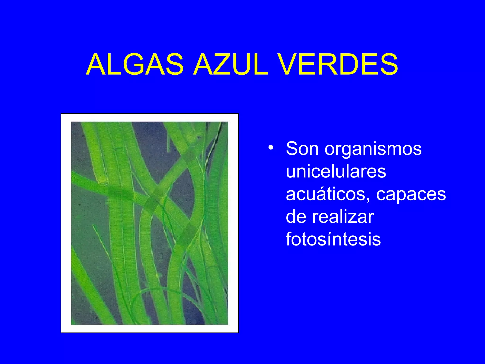 Seres vivos microscópicos | PPT