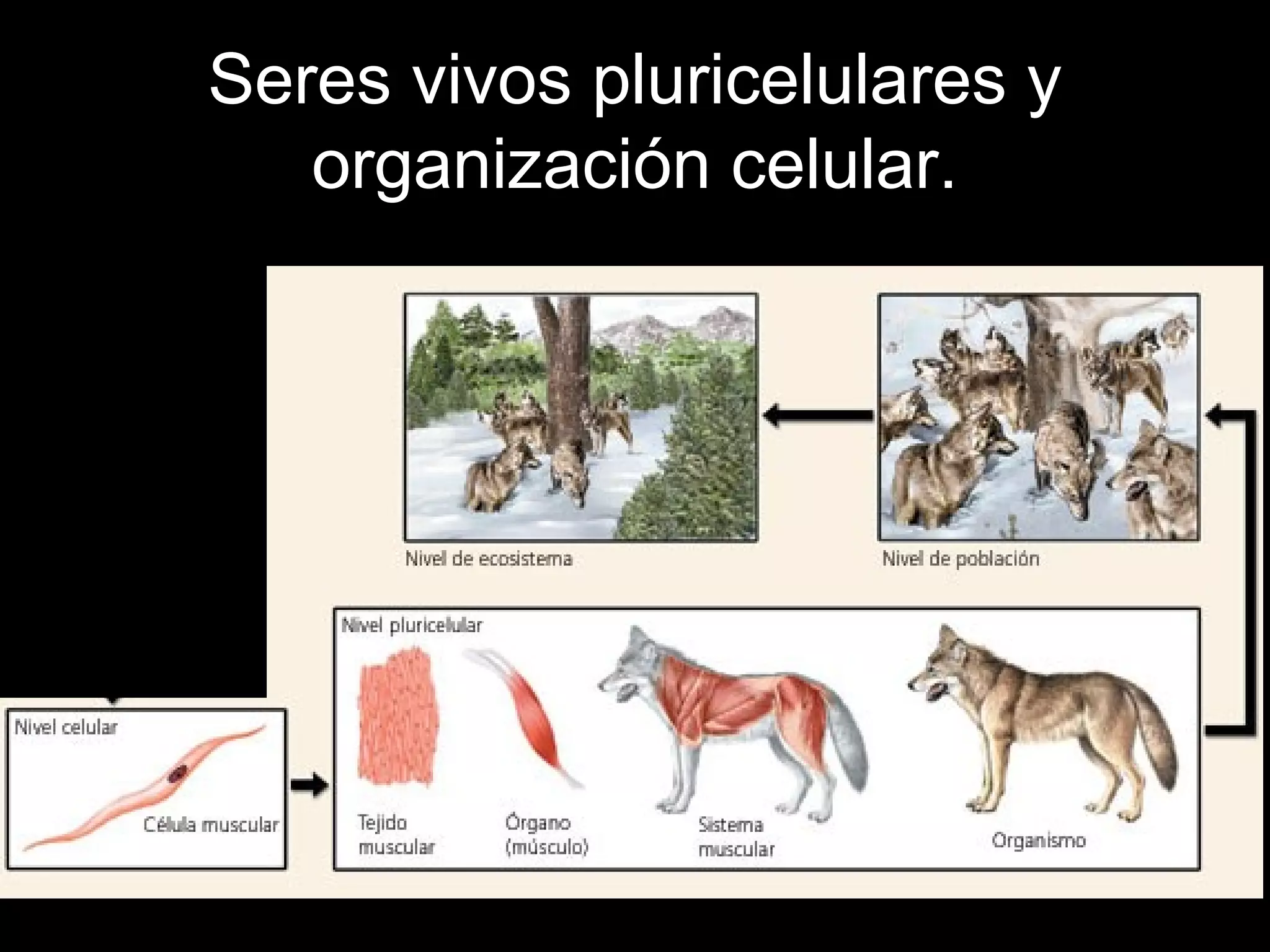 Seres vivos-pluricelulares-y-organización-celular1 | PPT