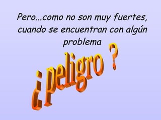 Pero...como no son muy fuertes, cuando se encuentran con algún problema ¿ peligro ? 