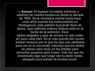  Ayeaye: El Ayeaye ha estado entrando y
saliendo de nuestra existencia desde la década
de 1800. Se le considera extinta hasta hace
unos años cuando fue redescubierto en
Madagascar, este extraño buscando flaco de
dedos, ojos saltones criatura todavía está en el
borde de la extinción. Esos
dedos delgados y ojos de errores no sólo están
ahí para nada bien. Es el más grande del mundo
animal nocturno por lo que los ojos son perfectas
para ver en la oscuridad, mientras que los dedos
se utilizan para tocar en los árboles para
encontrar gusanos para comer. Una vez que ha
encontrado algo que luego usa su dedo medio
alargado para extraer la bondad sucia!
 