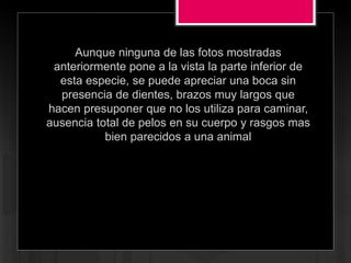 Aunque ninguna de las fotos mostradas
anteriormente pone a la vista la parte inferior de
esta especie, se puede apreciar una boca sin
presencia de dientes, brazos muy largos que
hacen presuponer que no los utiliza para caminar,
ausencia total de pelos en su cuerpo y rasgos mas
bien parecidos a una animal
 