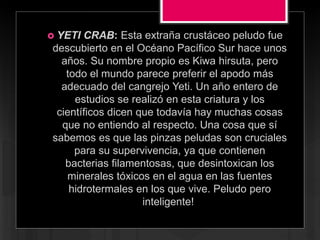  YETI CRAB: Esta extraña crustáceo peludo fue
descubierto en el Océano Pacífico Sur hace unos
años. Su nombre propio es Kiwa hirsuta, pero
todo el mundo parece preferir el apodo más
adecuado del cangrejo Yeti. Un año entero de
estudios se realizó en esta criatura y los
científicos dicen que todavía hay muchas cosas
que no entiendo al respecto. Una cosa que sí
sabemos es que las pinzas peludas son cruciales
para su supervivencia, ya que contienen
bacterias filamentosas, que desintoxican los
minerales tóxicos en el agua en las fuentes
hidrotermales en los que vive. Peludo pero
inteligente!
 