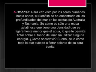  Blobfish: Rara vez visto por los seres humanos
hasta ahora, el Blobfish se ha encontrado en las
profundidades del mar en las costas de Australia
y Tasmania. Su carne es sólo una masa
gelatinosa que tiene una densidad que es
ligeramente menor que el agua, lo que le permite
flotar sobre el fondo del mar sin utilizar ninguna
energía. ¿Cómo sobrevivir? Bueno, se lo come
todo lo que sucede a flotar delante de su cara
bonita.
 