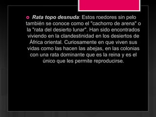  Rata topo desnuda: Estos roedores sin pelo
también se conoce como el "cachorro de arena" o
la "rata del desierto lunar". Han sido encontrados
viviendo en la clandestinidad en los desiertos de
África oriental. Curiosamente en que viven sus
vidas como las hacen las abejas, en las colonias
con una rata dominante que es la reina y es el
único que les permite reproducirse.
 