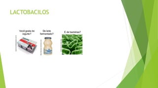 LACTOBACILOS
 
