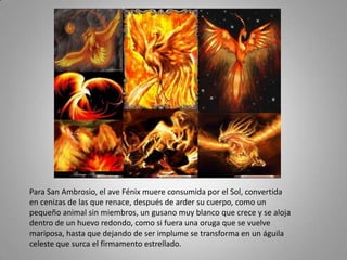 Para San Ambrosio, el ave Fénix muere consumida por el Sol, convertida
en cenizas de las que renace, después de arder su cuerpo, como un
pequeño animal sin miembros, un gusano muy blanco que crece y se aloja
dentro de un huevo redondo, como si fuera una oruga que se vuelve
mariposa, hasta que dejando de ser implume se transforma en un águila
celeste que surca el firmamento estrellado.
 
