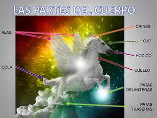 CRINES
ALAS

             OJO


          HOCICO

COLA
          CUELLO


            PATAS
       DELANTERAS


           PATAS
        TRASERAS
 