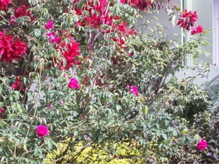 Seres orgânicos e inorgânicos