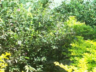 Seres orgânicos e inorgânicos