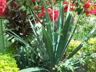 Seres orgânicos e inorgânicos