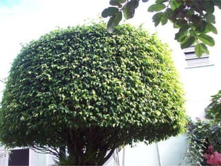 Seres orgânicos e inorgânicos