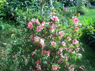 Seres orgânicos e inorgânicos