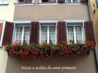 Nasce o acúleo do amor primeiro
 