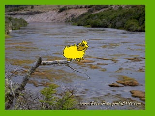 Será este mi hábitat (1)