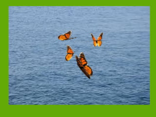 Será este mi hábitat (1)