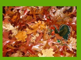 Será este mi hábitat (1)