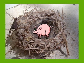 Será este mi hábitat (1)