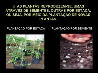Seresvivo e não vivos | PPT