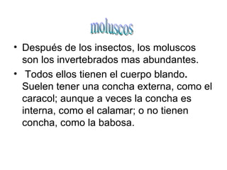 Después de los insectos, los moluscos son los invertebrados mas abundantes.  Todos ellos tienen el cuerpo blando .   Suelen tener una concha externa, como el caracol; aunque a veces la concha es interna, como el calamar; o no tienen concha, como la babosa. moluscos 