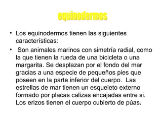 Los equinodermos tienen las siguientes características: Son animales marinos con simetría radial, como la que tienen la rueda de una bicicleta o una margarita. Se desplazan por el fondo del mar gracias a una especie de pequeños pies que poseen en la parte inferior del cuerpo.  Las estrellas de mar tienen un esqueleto externo formado por placas calizas encajadas entre si.  Los erizos tienen el cuerpo cubierto de púas . equinodermos 