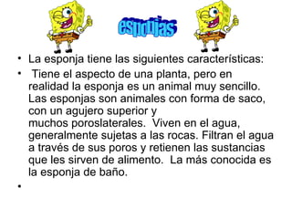 La esponja tiene las siguientes características: Tiene el aspecto de una planta, pero en realidad la esponja es un animal muy sencillo. Las esponjas son animales con forma de saco, con un agujero superior y muchos poroslaterales.  Viven en el agua, generalmente sujetas a las rocas. Filtran el agua a través de sus poros y retienen las sustancias que les sirven de alimento.  La más conocida es la esponja de baño.   esponjas 