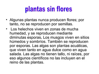 Algunas plantas nunca producen flores; por tanto, no se reproducen por semillas. Los helechos viven en zonas de mucha humedad, y se reproducen mediante diminutas esporas .  Los musgos viven en sitios húmedos y sombríos. También se reproducen por esporas. Las algas son plantas acuáticas, que viven tanto en agua dulce como en agua salada. Las algas no tienen tallo, ni raíces, por eso algunos científicos no las incluyen en el reino de las plantas. plantas sin flores 
