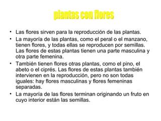 Las flores sirven para la reproducción de las plantas. La mayoría de las plantas, como el peral o el manzano, tienen flores, y todas ellas se reproducen por semillas. Las flores de estas plantas tienen una parte masculina y otra parte femenina. También tienen flores otras plantas, como el pino, el abeto o el ciprés. Las flores de estas plantas también intervienen en la reproducción, pero no son todas iguales: hay flores masculinas y flores femeninas separadas. La mayoría de las flores terminan originando un fruto en cuyo interior están las semillas. plantas con flores 