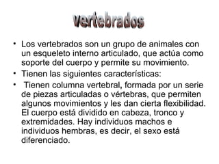 Los vertebrados son un grupo de animales con un esqueleto   interno articulado, que actúa como soporte del cuerpo y permite su movimiento. Tienen las siguientes características: Tienen columna vertebral ,  formada por un serie de piezas articuladas o vértebras, que permiten algunos movimientos y les dan cierta flexibilidad. El cuerpo está dividido en cabeza, tronco y extremidades. Hay individuos machos e individuos hembras, es decir, el sexo está diferenciado. vertebrados 