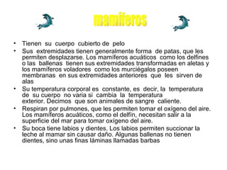 Tienen  su  cuerpo  cubierto de  pelo  Sus  extremidades tienen generalmente forma  de patas, que les permiten desplazarse. Los mamíferos acuáticos  como los delfines o las  ballenas  tienen sus extremidades transformadas en aletas y  los mamíferos voladores  como los murciégalos poseen  membranas  en sus extremidades anteriores  que  les  sirven de alas  Su temperatura corporal es  constante, es  decir, la  temperatura  de  su cuerpo  no varia si  cambia  la  temperatura  exterior. Decimos  que son animales de sangre  caliente.  Respiran por pulmones, que les permiten tomar el oxígeno del aire. Los mamíferos acuáticos, como el delfín, necesitan salir a la superficie del mar para tomar oxígeno del aire.  Su boca tiene labios y dientes. Los labios permiten succionar la leche al mamar sin causar daño. Algunas ballenas no tienen dientes, sino unas finas láminas llamadas barbas mamíferos  