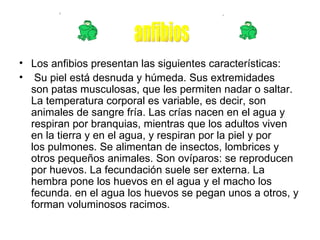 Los anfibios presentan las siguientes características: Su piel está desnuda y húmeda. Sus extremidades son patas musculosas, que les permiten nadar o saltar. La temperatura corporal es variable, es decir, son animales de sangre fría. Las crías nacen en el agua y respiran por branquias, mientras que los adultos viven en la tierra y en el agua, y respiran por la piel y por los pulmones. Se alimentan de insectos, lombrices y otros pequeños animales. Son ovíparos: se reproducen por huevos. La fecundación suele ser externa. La hembra pone los huevos en el agua y el macho los fecunda. en el agua los huevos se pegan unos a otros, y forman voluminosos racimos. anfibios 