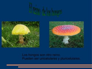 Los hongos son otro reino. Pueden ser unicelulares y pluricelulares. El reino de los hongos