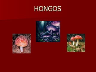 HONGOS 