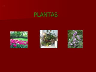 . PLANTAS 