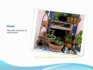 PlantasObservação  das plantas  na casa dos alunos.http://home-boxer.blogspot.com/2010/07/plantas-em-casa.html