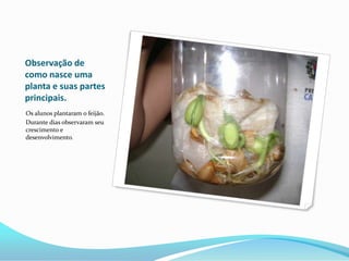 Observação de como nasce uma planta e suas partes principais.Os alunos plantaram o feijão.Durante dias observaram seu crescimento e desenvolvimento.
