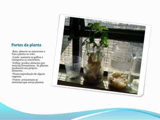 Partes da plantaRaiz: absorve os nutrientes e fixa a planta no solo;