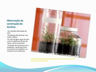 Folhas: produz alimento por meio da fotossíntese. As plantas produzem seu próprio alimento;