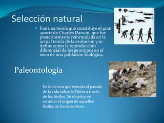 Selección naturalFue una teoría que constituye el gran aportede Charles Darwin, que fue posteriormente reformulada en la actual teoría de la evolución y se define como la reproducción diferencial de los genotipos en el seno de una población biológica. PaleontologíaEs la ciencia que estudia el pasado de la vida sobre la Tierra a través de los fósiles. Su objetivo es estudiar el origen de aquellos fósiles de los seres vivos.