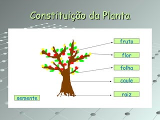 Constituição da Planta flor fruto folha caule raiz semente 