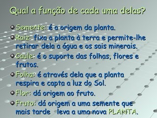 Qual a função de cada uma delas? Semente:  é a origem da planta. Raiz:  fixa a planta à terra e permite-lhe retirar  dela a água e os sais minerais. Caule:  é o suporte das folhas, flores e frutos. Folha:  é através dela que a planta respira e capta a luz do Sol. Flor:  dá origem ao fruto. Fruto:  dá origem a uma semente que mais tarde  leva a uma nova  PLANTA . 