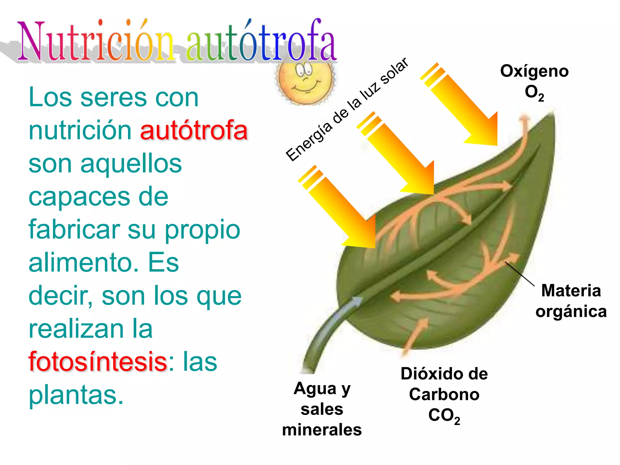 Oxígeno
                                                 O2
Los seres con
nutrición autótrofa
son aquellos
capaces de
fabricar su propio
alimento. Es
decir, son los que                                 Materia
                                                  orgánica
realizan la
fotosíntesis: las                 Dióxido de
                       Agua y
plantas.                sales
                                   Carbono
                                     CO2
                      minerales
 