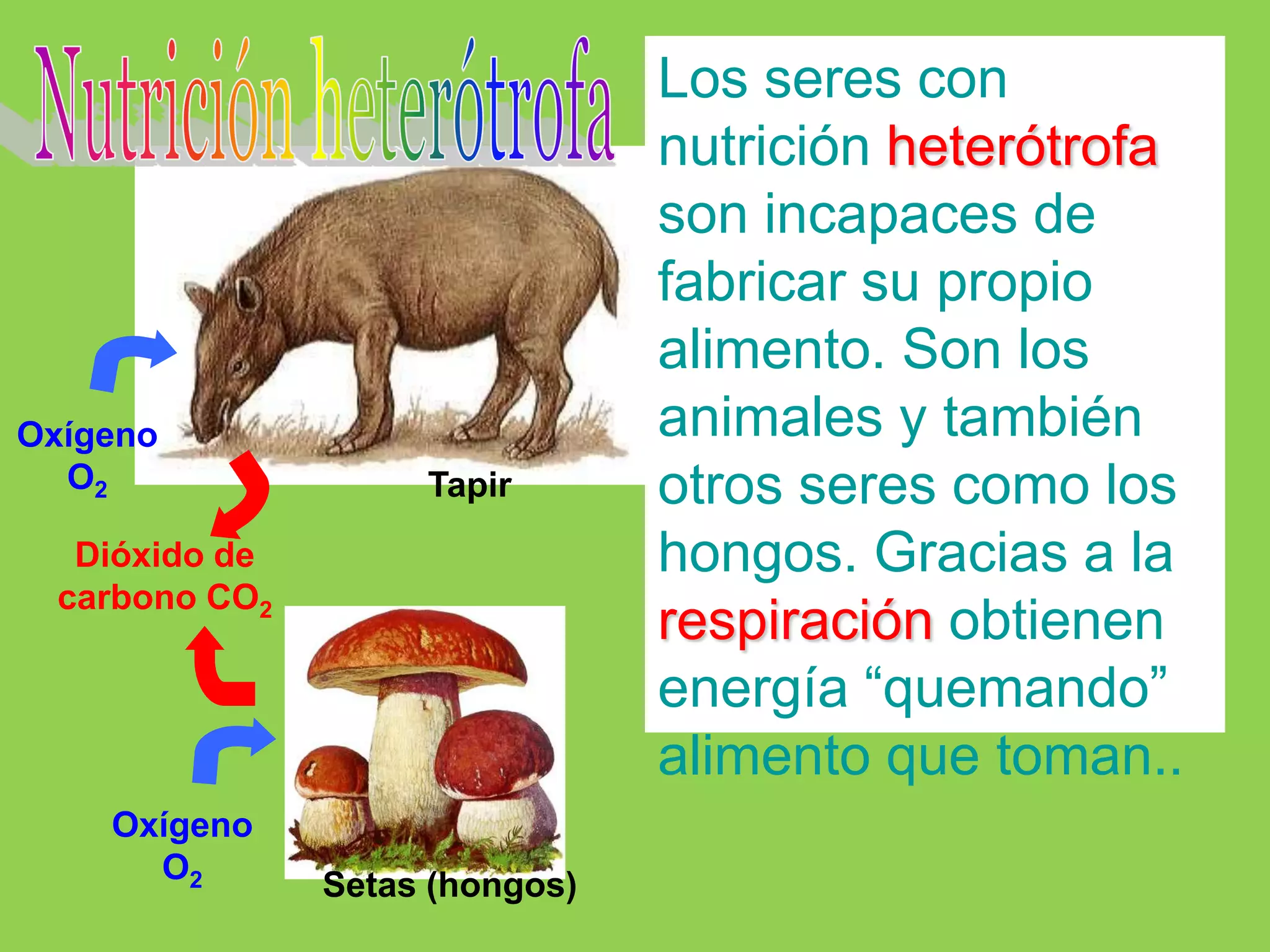 Los seres con
                                 nutrición heterótrofa
                                 son incapaces de
                                 fabricar su propio
                                 alimento. Son los
Oxígeno                          animales y también
  O2                 Tapir       otros seres como los
   Dióxido de                    hongos. Gracias a la
  carbono CO2
                                 respiración obtienen
                                 energía “quemando”
                                 alimento que toman..
    Oxígeno
      O2        Setas (hongos)
 
