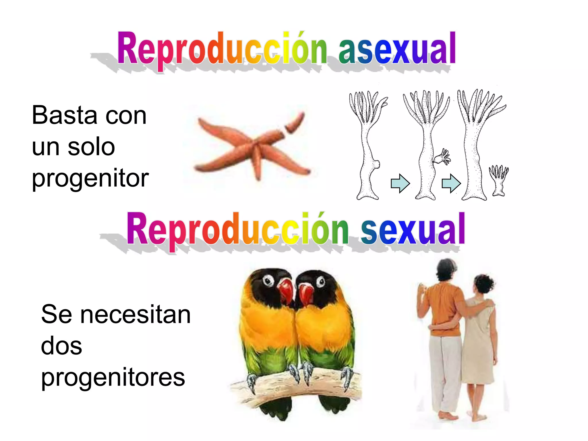 Basta con
un solo
progenitor




Se necesitan
dos
progenitores
 
