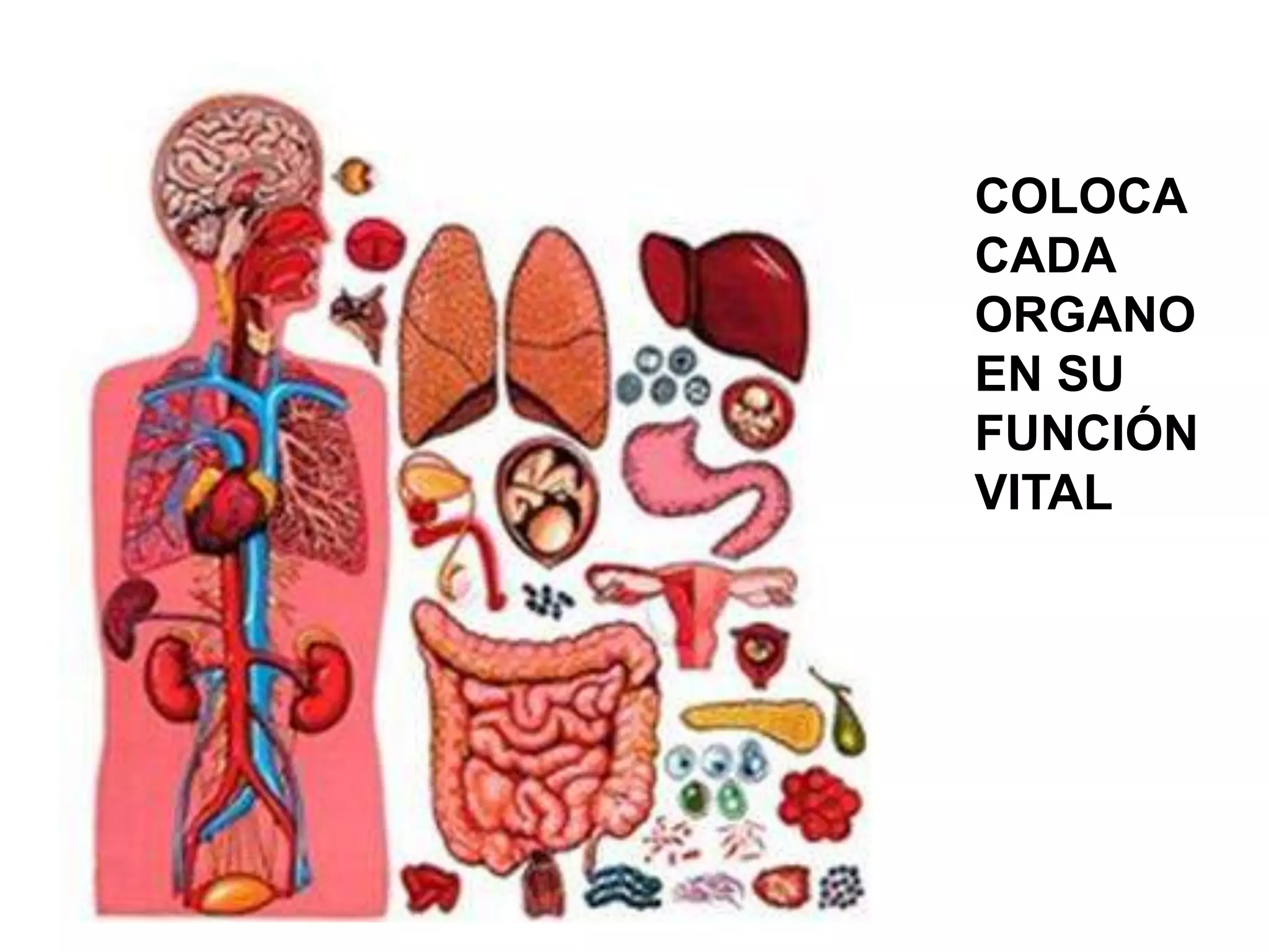 COLOCA
CADA
ORGANO
EN SU
FUNCIÓN
VITAL
 