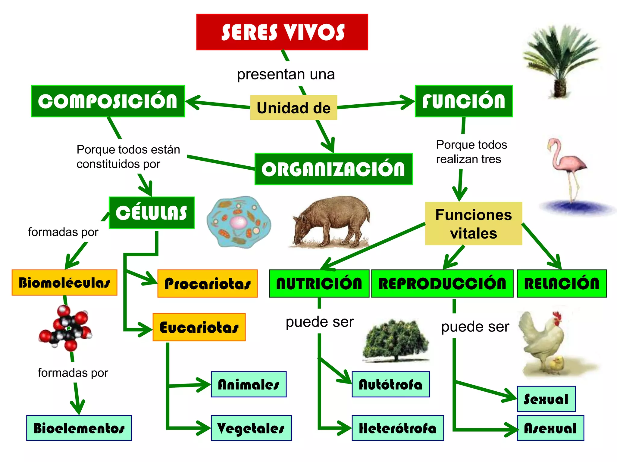 SERES VIVOS
                                 presentan una
  COMPOSICIÓN                         Unidad de               FUNCIÓN

         Porque todos están                                       Porque todos
                                                                  realizan tres
         constituidos por
                                      ORGANIZACIÓN

                 CÉLULAS                                          Funciones
 formadas por                                                       vitales


Biomoléculas            Procariotas     NUTRICIÓN REPRODUCCIÓN RELACIÓN

                       Eucariotas         puede ser                 puede ser

  formadas por
                              Animales                Autótrofa
                                                                                  Sexual
 Bioelementos                 Vegetales               Heterótrofa                 Asexual
 