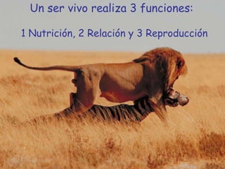 Un ser vivo realiza 3 funciones:

1 Nutrición, 2 Relación y 3 Reproducción
 