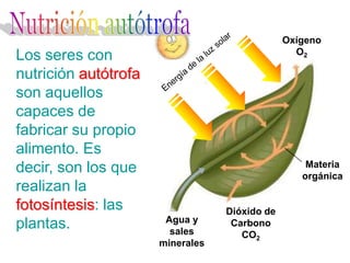 Oxígeno
                                                 O2
Los seres con
nutrición autótrofa
son aquellos
capaces de
fabricar su propio
alimento. Es
decir, son los que                                 Materia
                                                  orgánica
realizan la
fotosíntesis: las                 Dióxido de
                       Agua y
plantas.                sales
                                   Carbono
                                     CO2
                      minerales
 