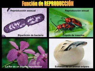 Reproducción asexual                    Reproducción sexual




          Bipartición de bacteria         Cópula de insectos




La flor es un órgano reproductor    Eclosión de un animal ovíparo
 